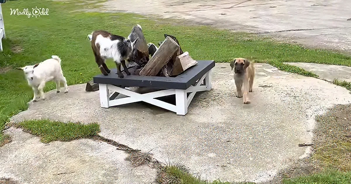 Great Dane puppy and baby goats