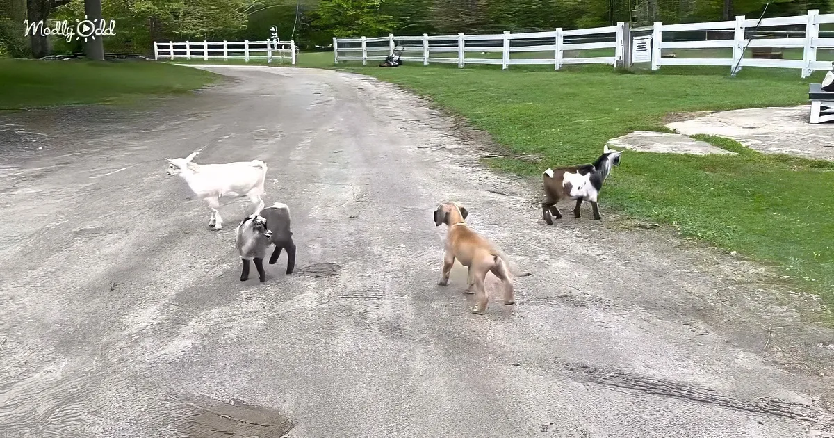Great Dane puppy and baby goats