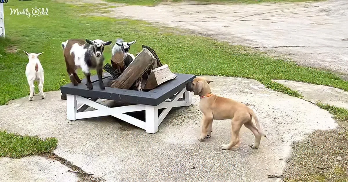 Great Dane Puppy Finds Himself Surrounded by Jumping Goat Kids