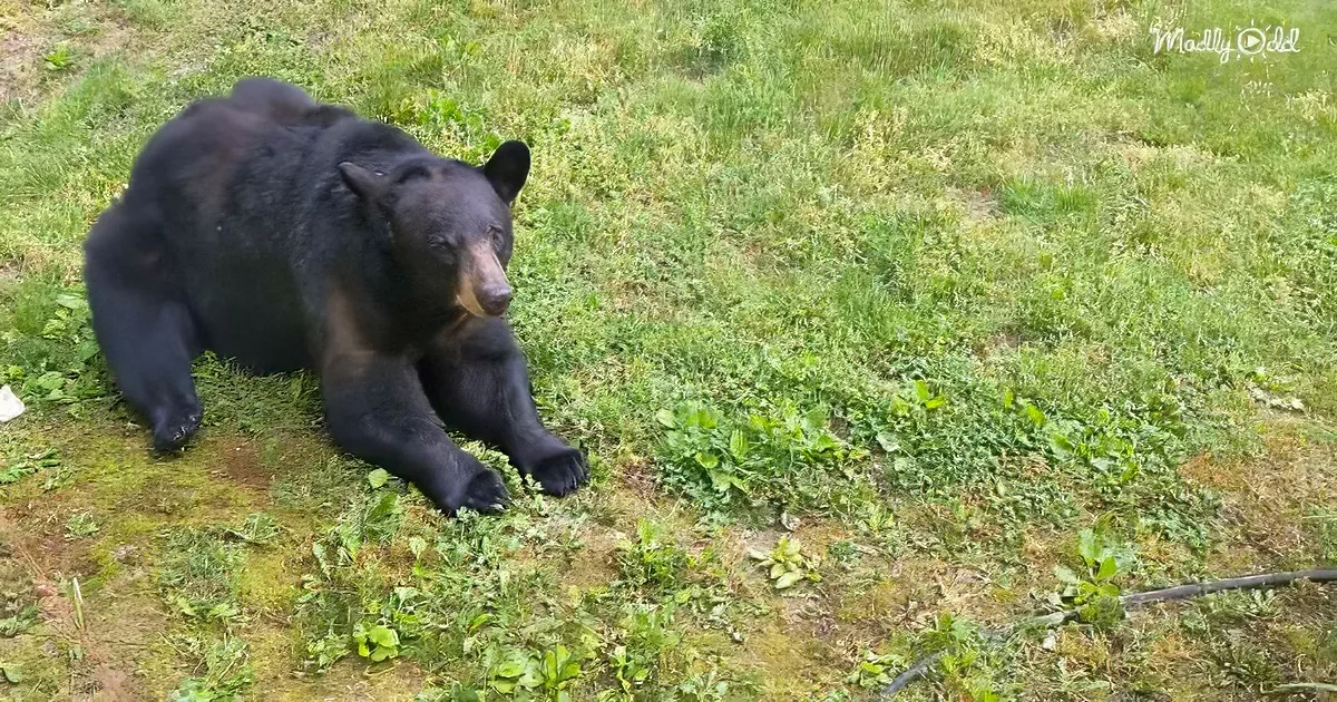 A black bear lies on a grassy patch, appearing relaxed and observing its surroundings.