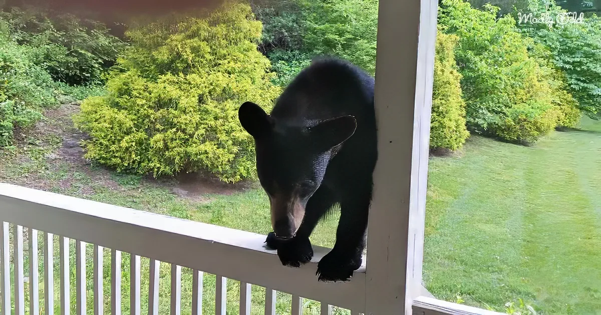 A black bear stands on a porch railing, looking down at the grassy yard.