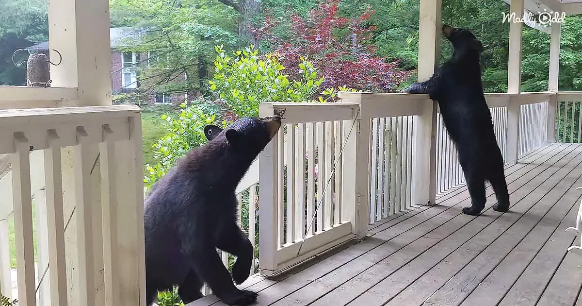 Two black bears stand on a porch railing, reaching up, surrounded by greenery and a house in the background.