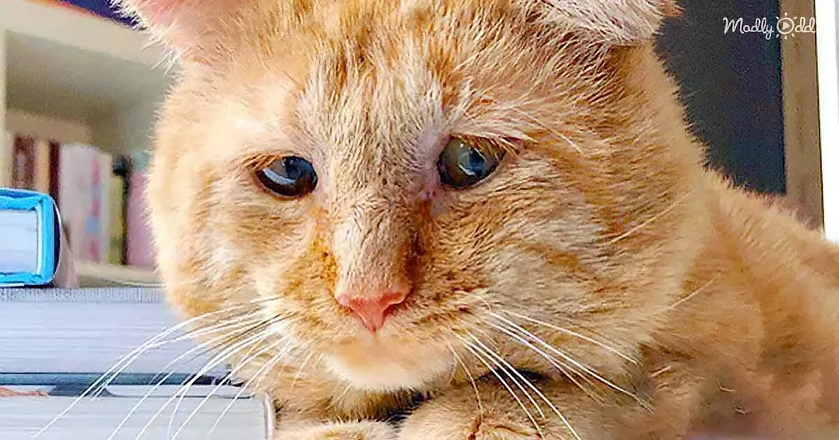 A close-up of a ginger cat with a pink nose and whiskers, looking slightly to the side.