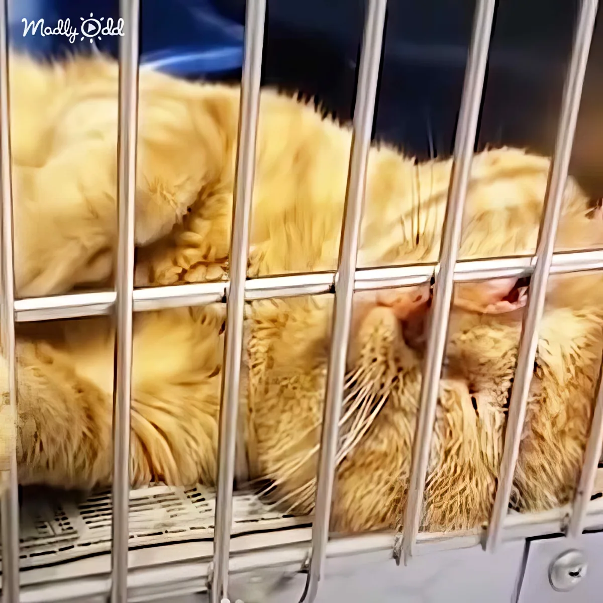 A fluffy, light-colored animal, possibly a ferret, is curled up inside a metal cage.