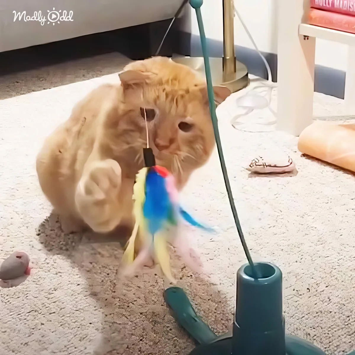 An orange cat is playfully batting at a colorful toy with its paw on a carpeted floor.
