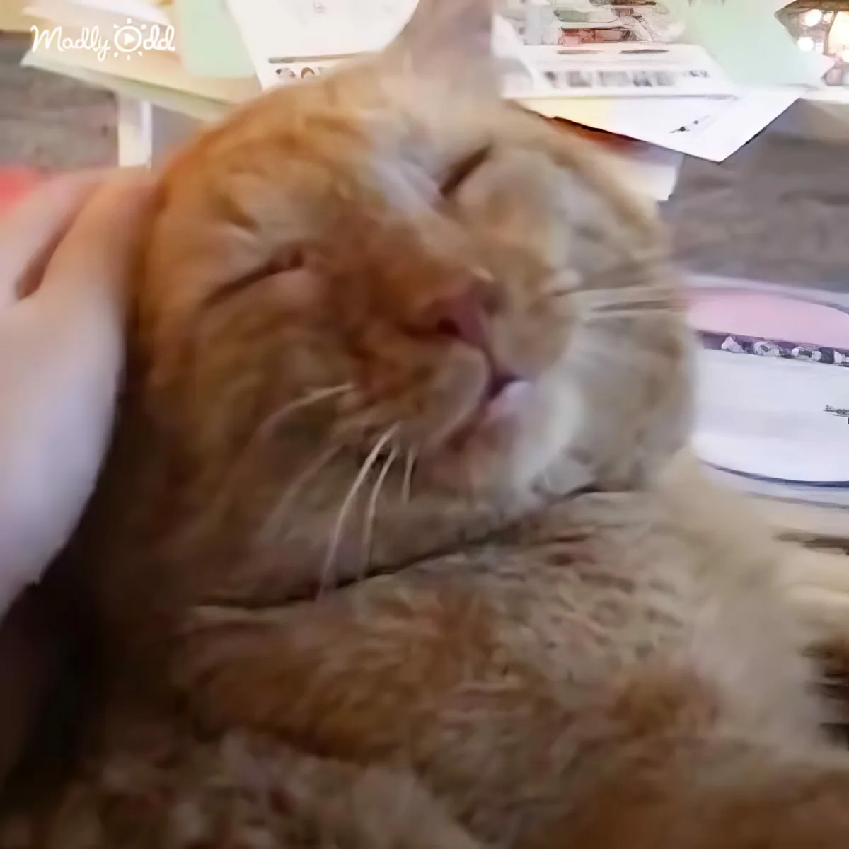 An orange tabby cat is being petted, appearing relaxed and content.