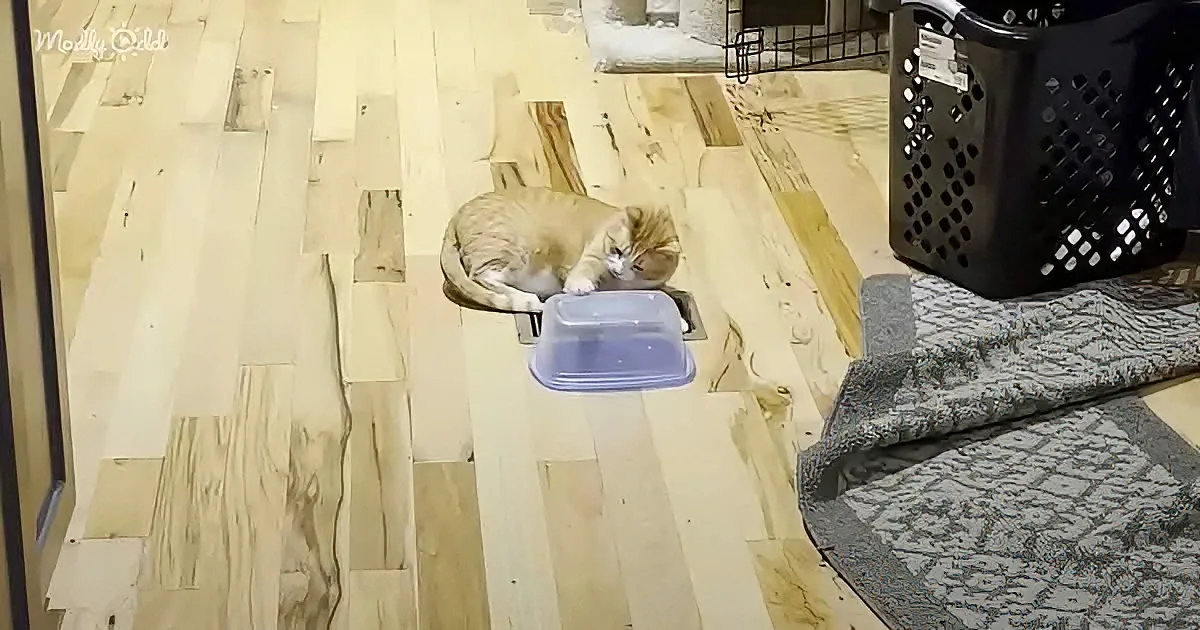 Cat obsessed with Tupperware