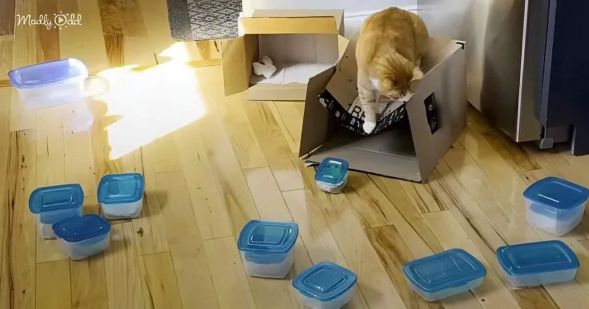Cat obsessed with Tupperware