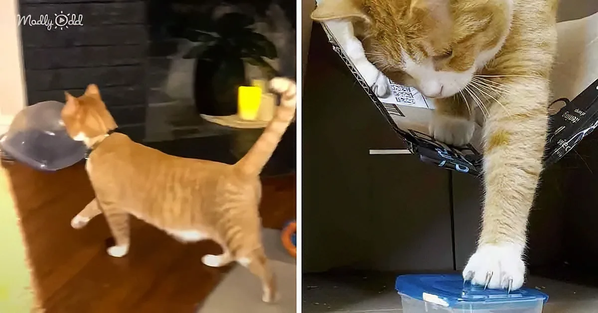 An orange tabby cat investigates a plastic container, sniffing and pawing at it curiously.