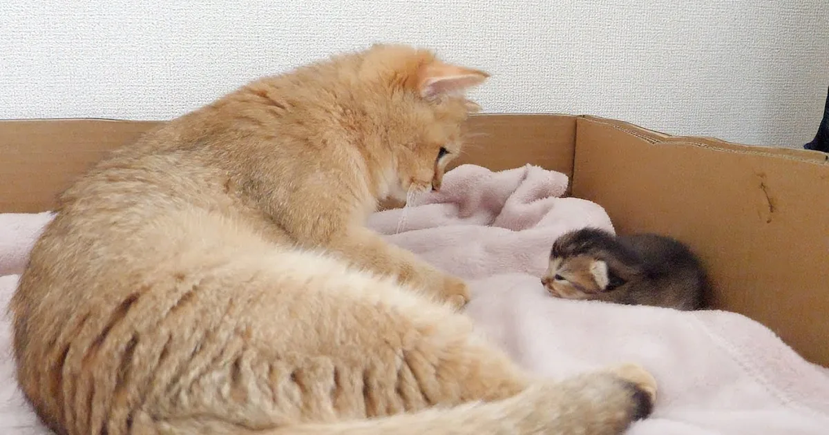 Kitten's Eyes Open for the First Time; Starts Exploring Around