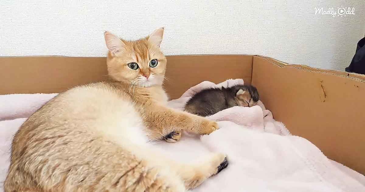 Mama cat and cute kitten