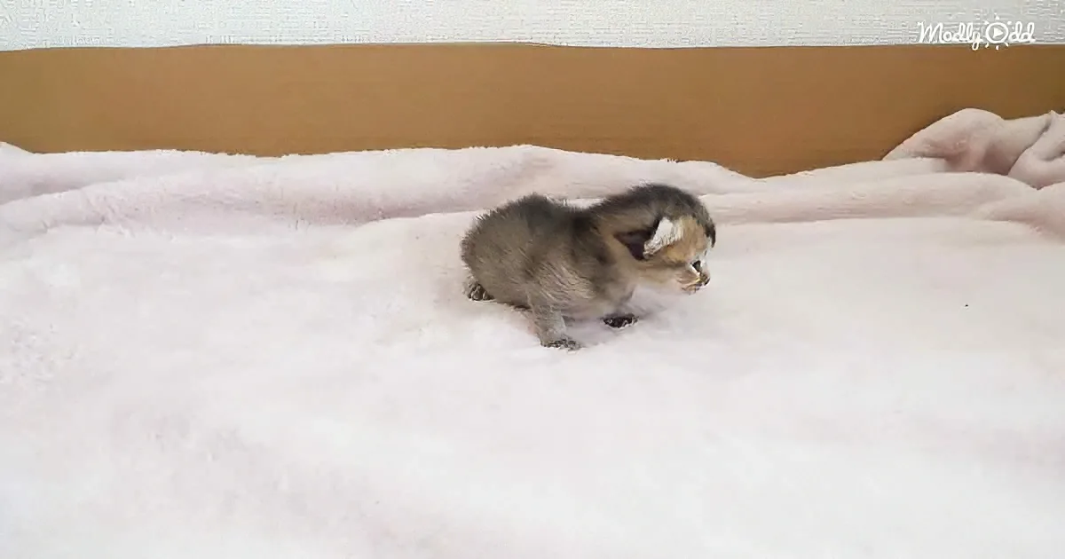 A small, fluffy kitten with a mix of gray and white fur is sitting on a white blanket, looking to the side.