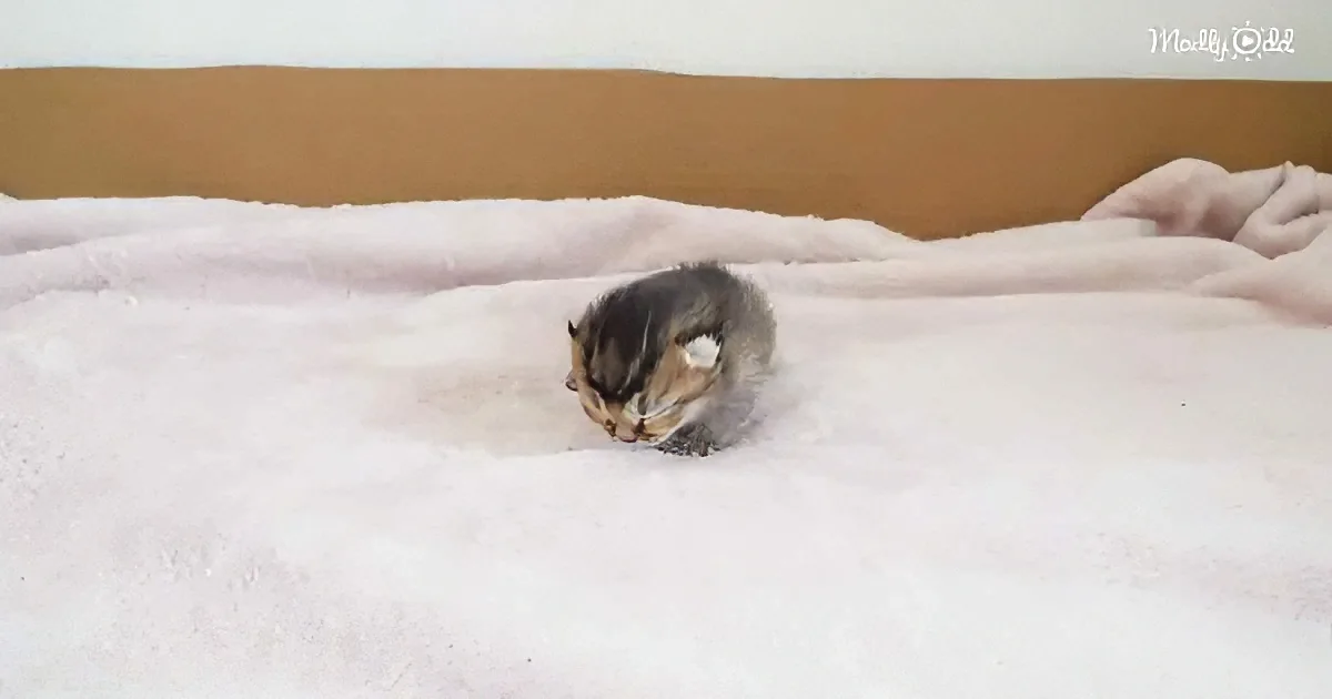 A small kitten with a white patch on its chest is lying on a fluffy white blanket.