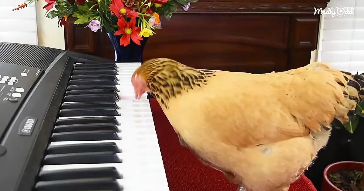 Chicken playing piano