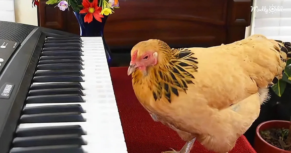 Chicken playing piano