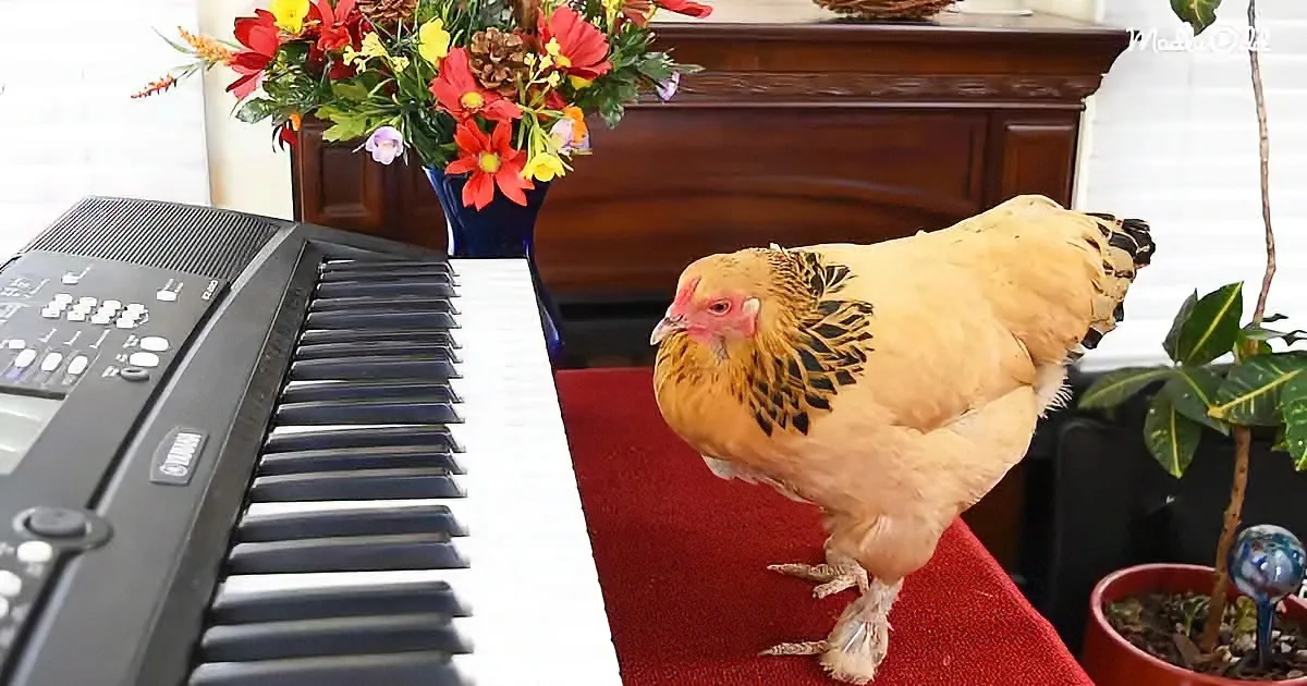 Chicken playing piano