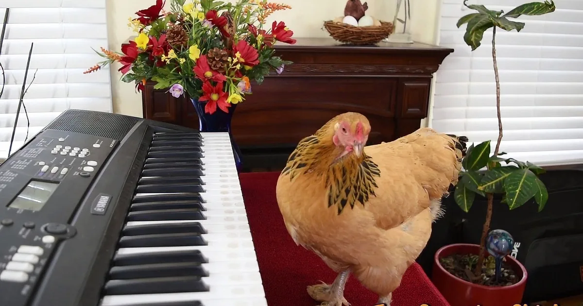 Chicken's Piano Keyboard Talent Is Nothing Less Than Exceptional