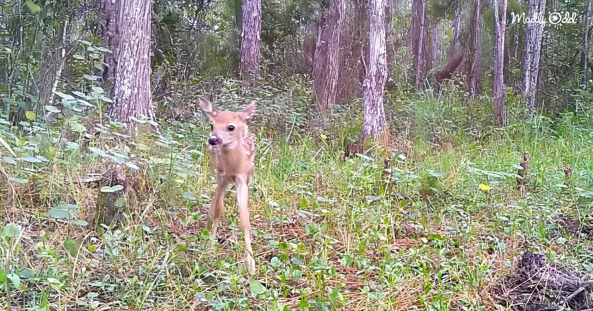 Mama and baby deer