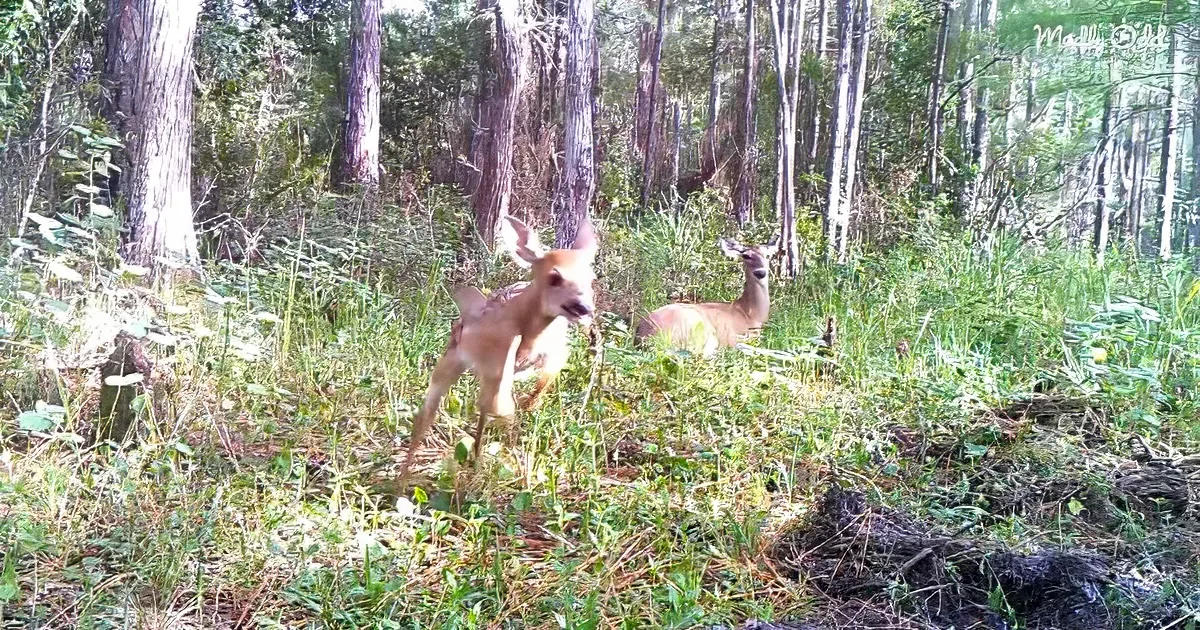 Mama and baby deer