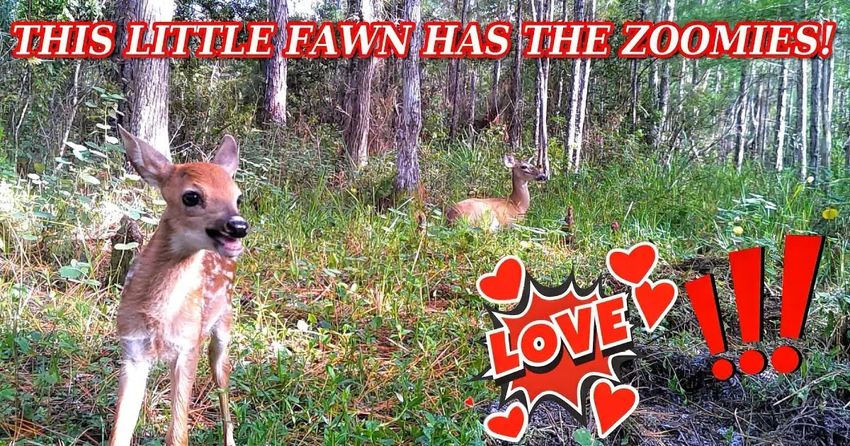 A young deer stands in a forest, looking directly at the camera, with another deer resting in the background.