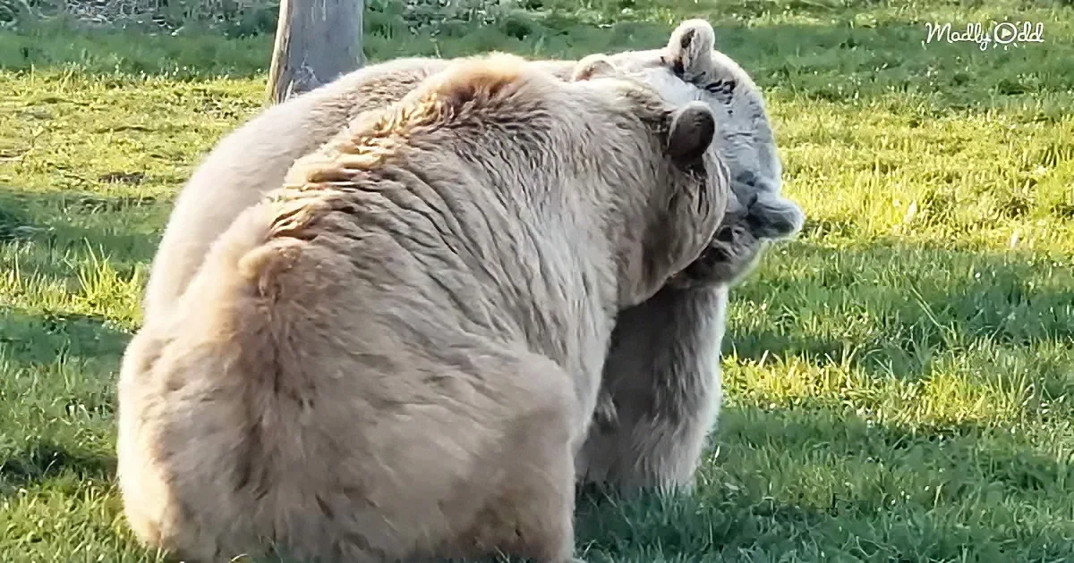 A polar bear sits on grass, scratching its back with its paw.