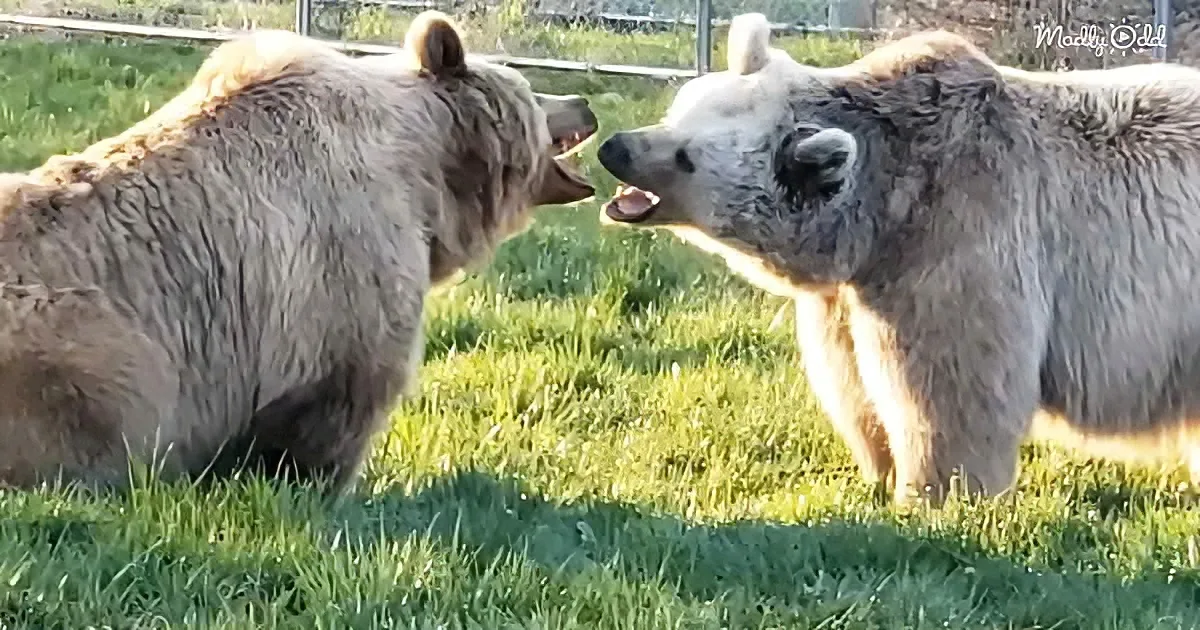 Two bears in a grassy enclosure, one growling at the other, both appearing alert and engaged.