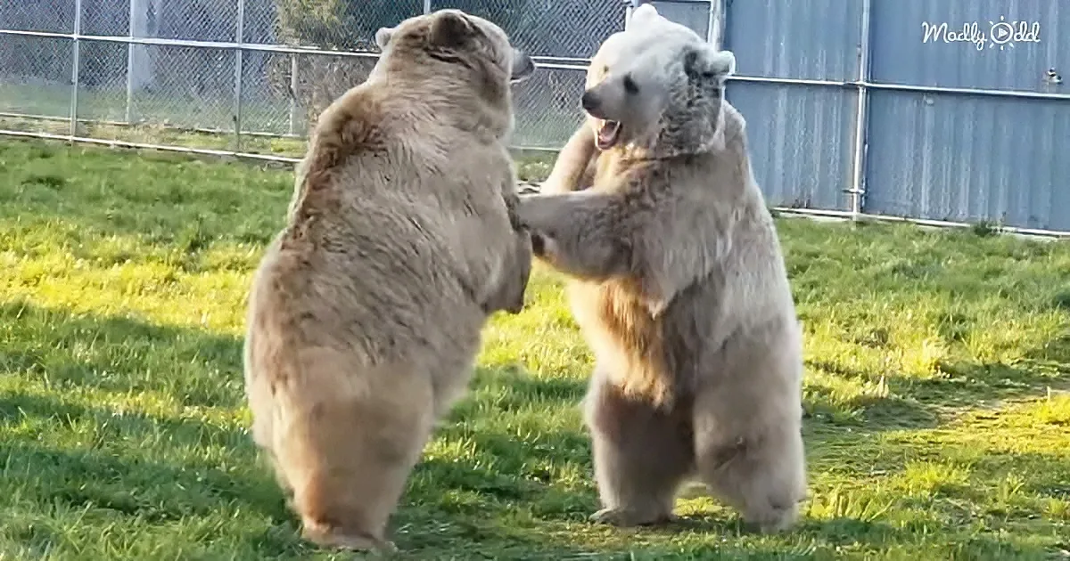 Friendly Bear Sisters Have a Playful Romp of Roughhousing