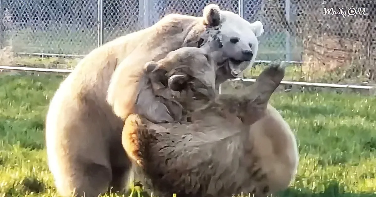 Two polar bears are playfully wrestling on a grassy field, with one bear on top of the other.