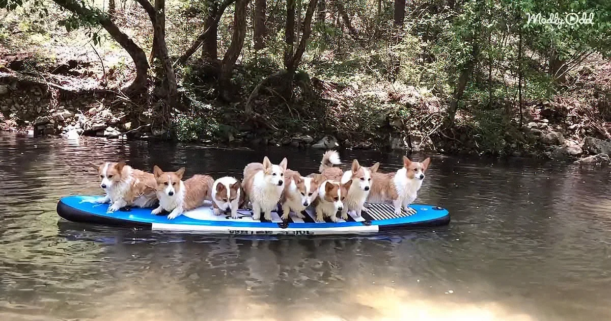 A group of corgis is sitting on a blue paddleboard in a calm river surrounded by trees.