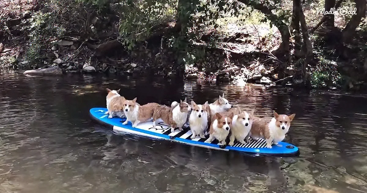 A group of corgis stands on a blue paddleboard in a calm river surrounded by trees.