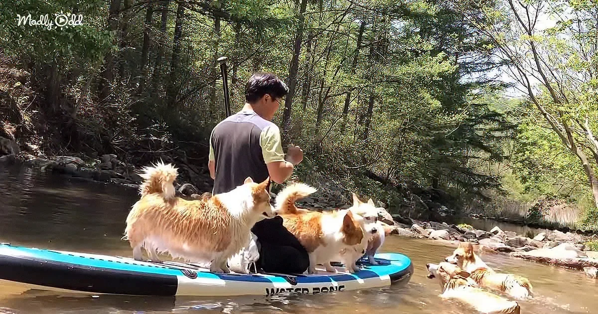 A man stands on a paddleboard with three dogs, one in the water, surrounded by a forested riverbank.