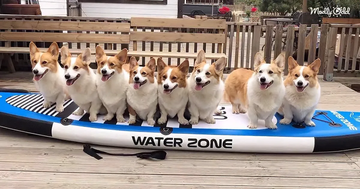 Nine happy corgis sit in a row on a blue and white paddleboard labeled "WATER ZONE."