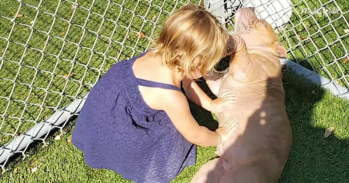 Toddler and shelter dog