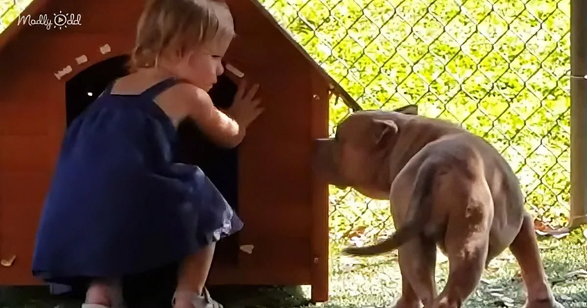 Toddler and shelter dog