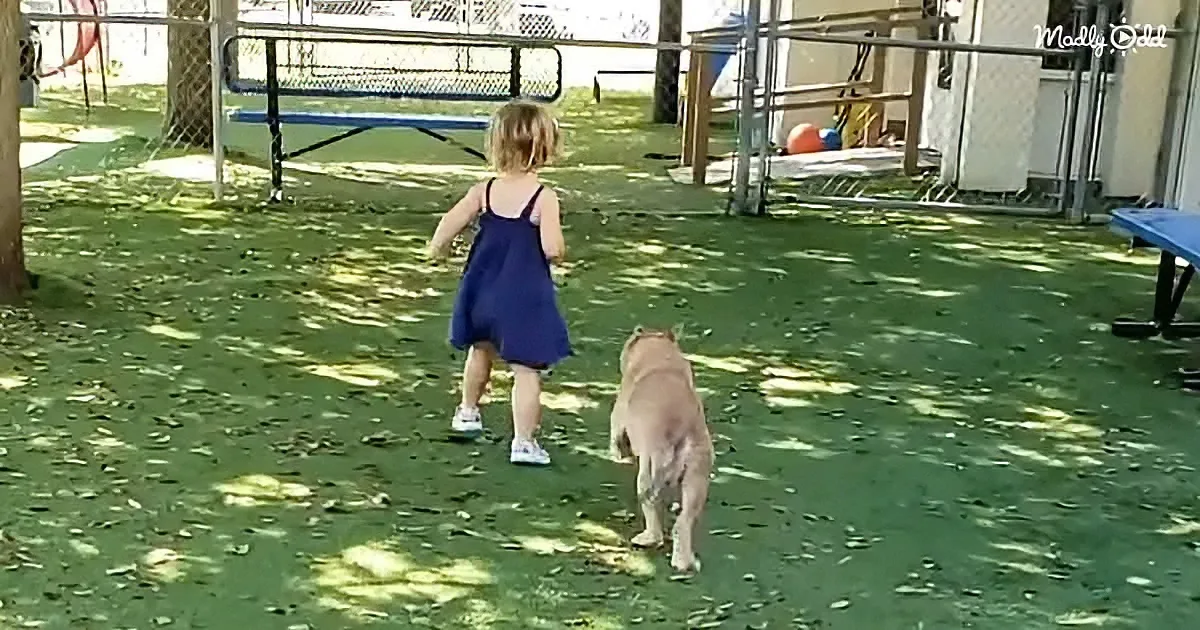 Toddler and shelter dog