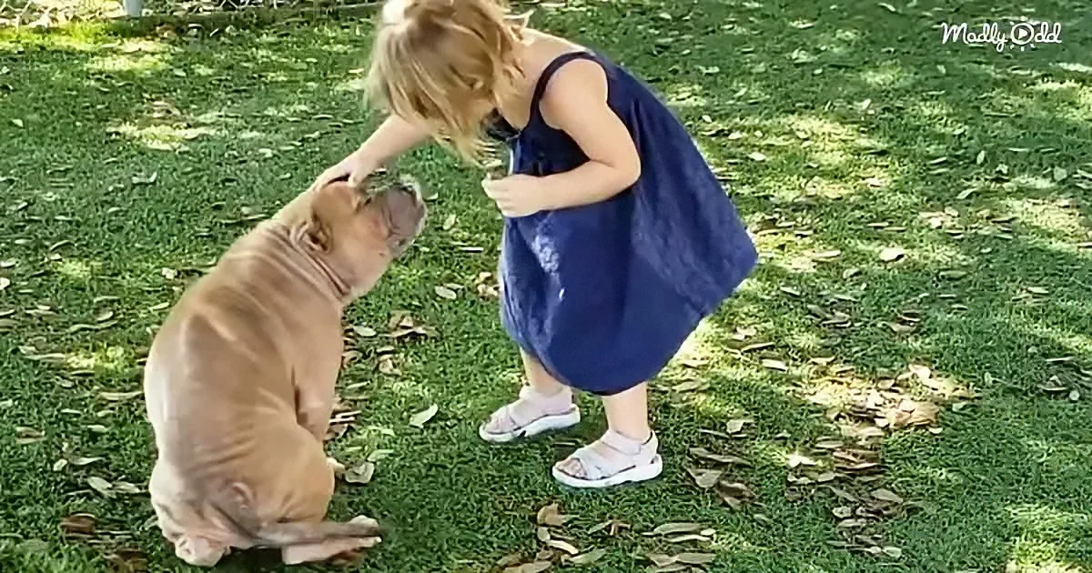 2-Year-Old Girl Helps a Sick and Dying Shelter Dog Recover
