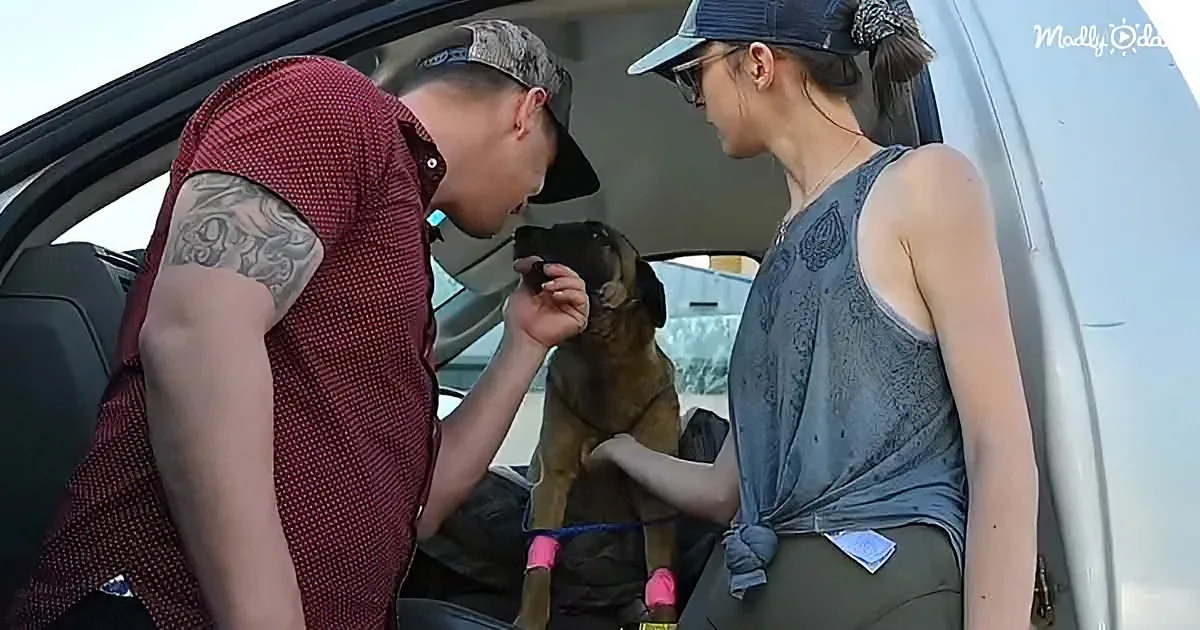 Brave dog and her owner