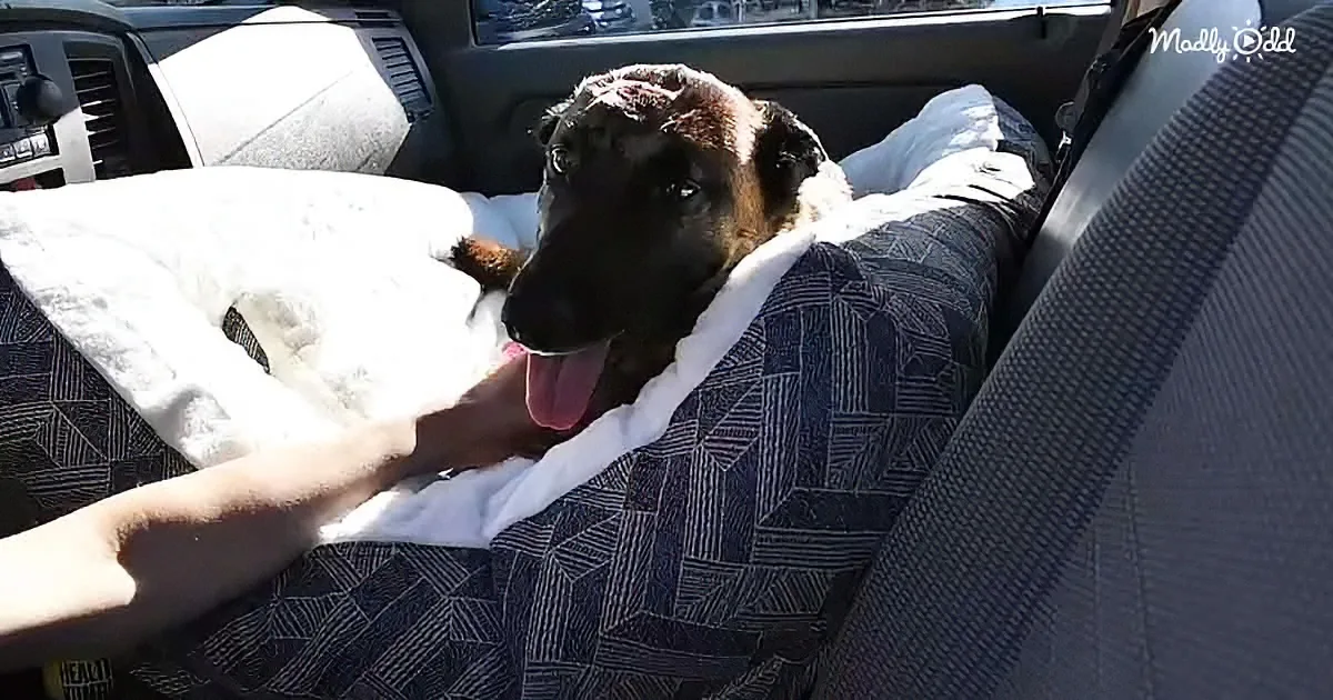 A German Shepherd dog rests comfortably in a car seat, covered with a white blanket, looking relaxed.