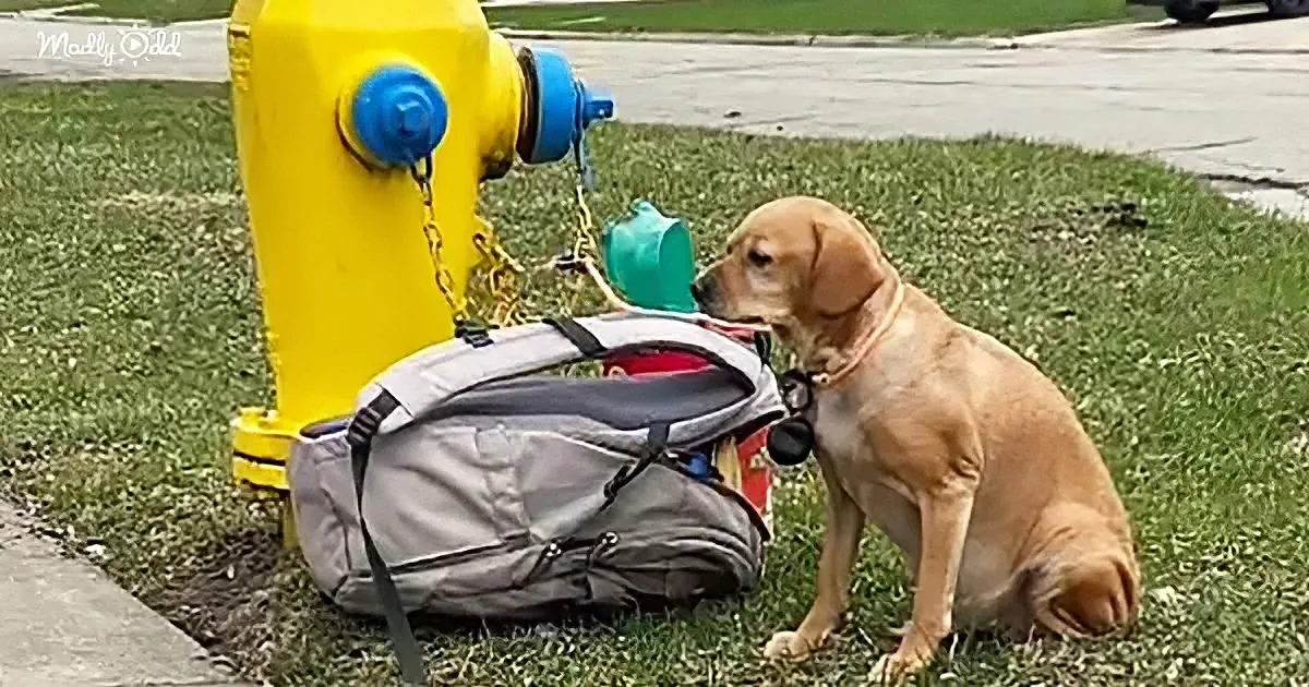 A brown dog sniffs a gray backpack tied to a yellow fire hydrant on a grassy patch.