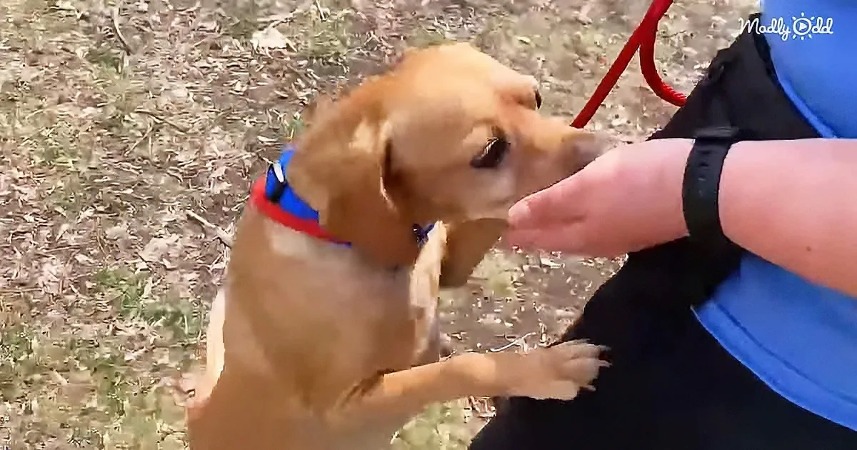 A golden Labrador puppy wearing a red collar sits on grass, reaching up to a person's hand.