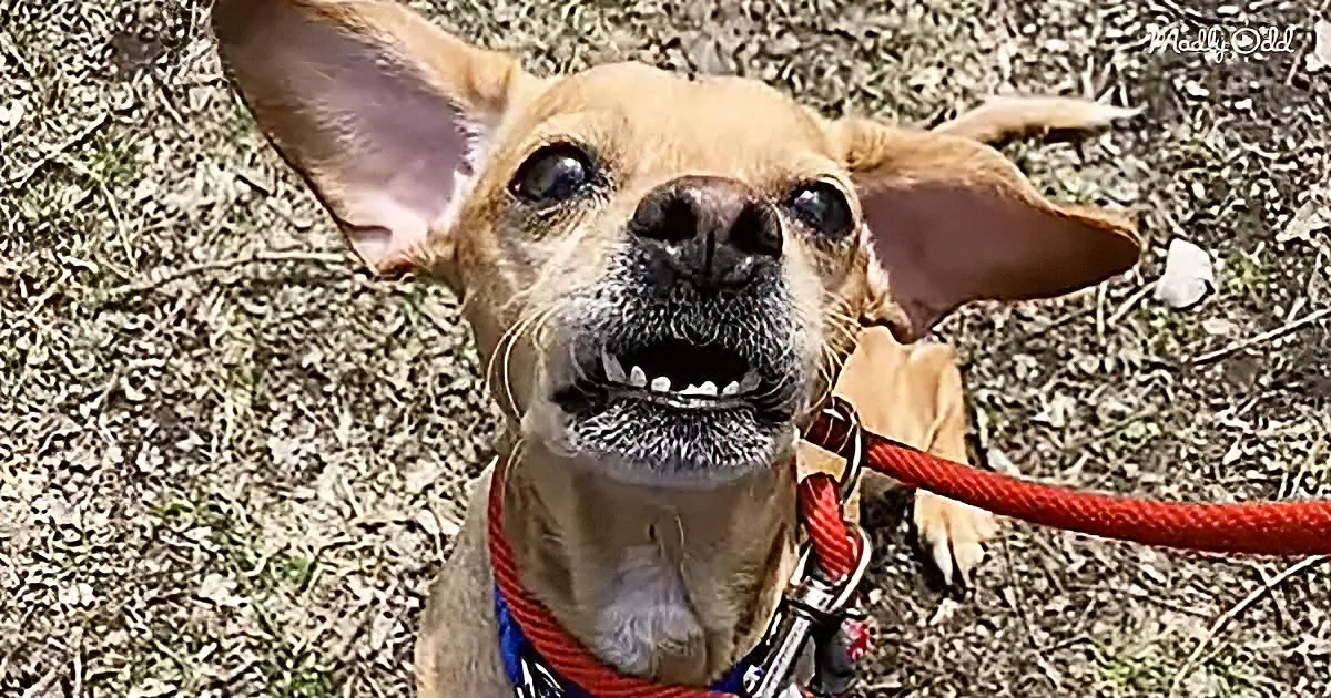 A happy dog with a red leash sits on grass, looking up with its mouth open.