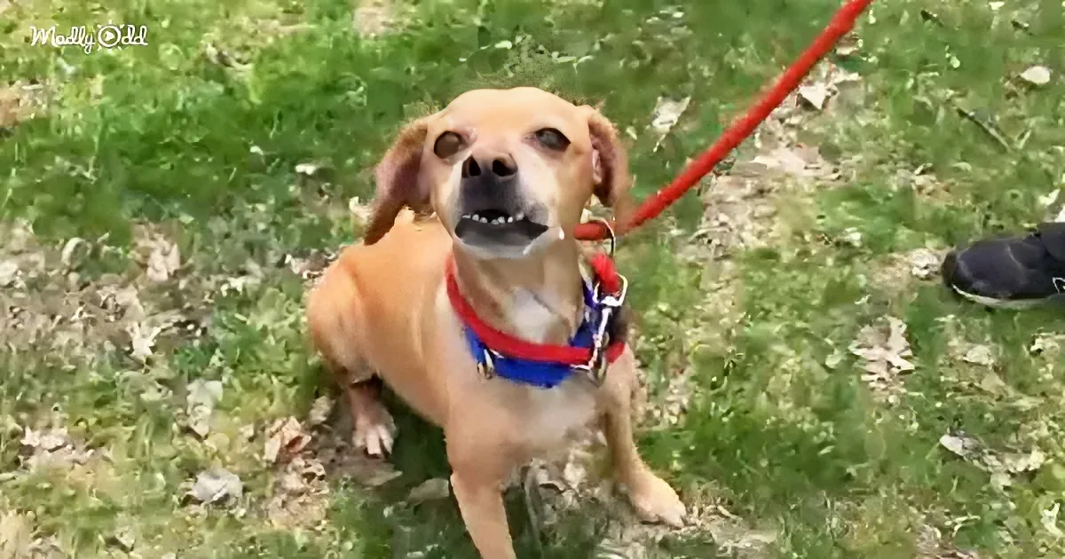 A small brown dog with a red harness sits on grass, looking up with a curious expression.