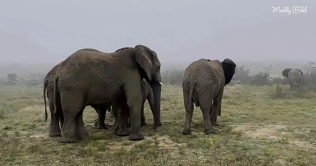 Elephants stand together in a grassy field, some facing away, others partially obscured.