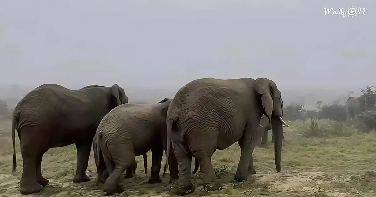 Three elephants stand together in a grassy field under a hazy sky.