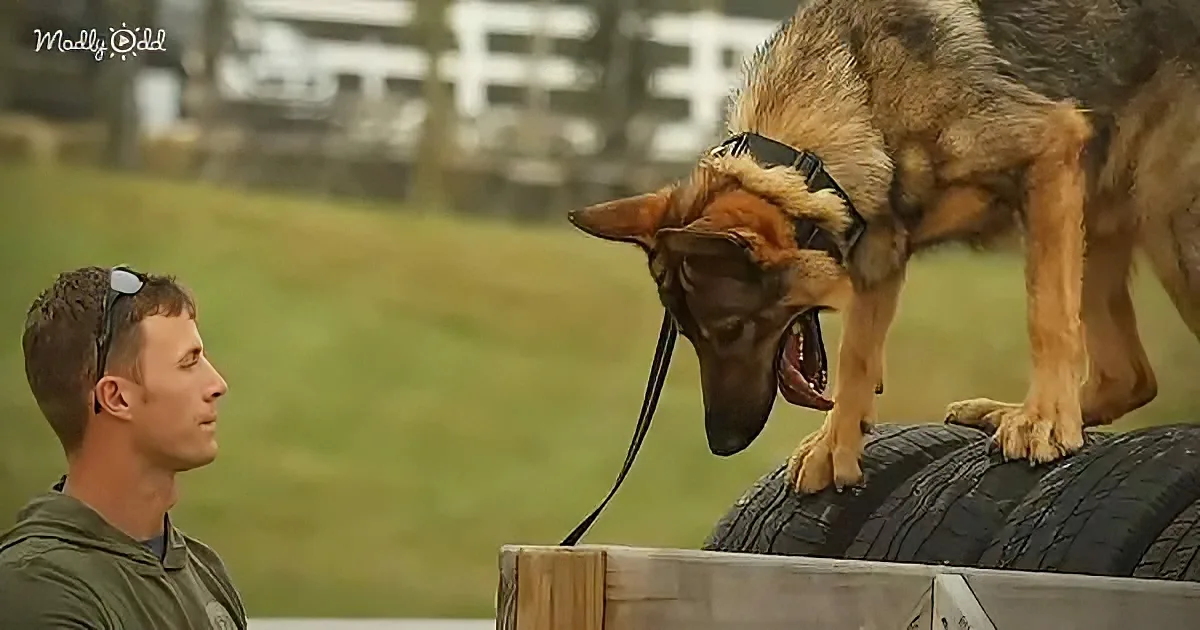 A German Shepherd stands on tires, looking down at a man in a green shirt who is watching.
