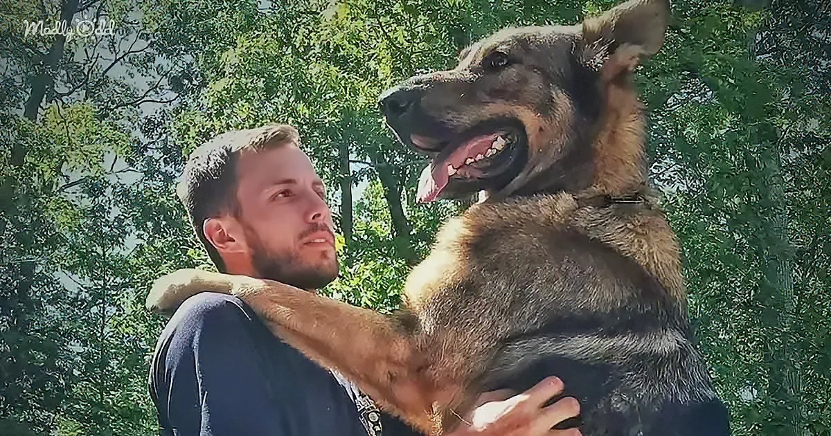 A man holds a large, happy German Shepherd dog with trees in the background.