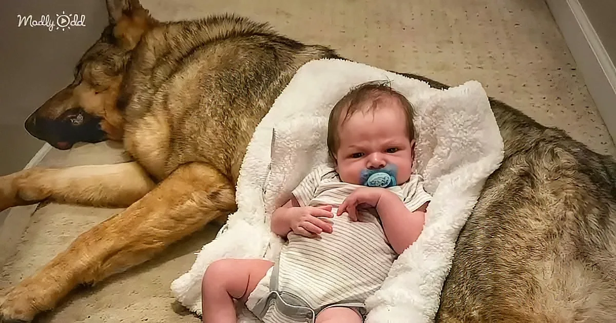 Police K9 and baby