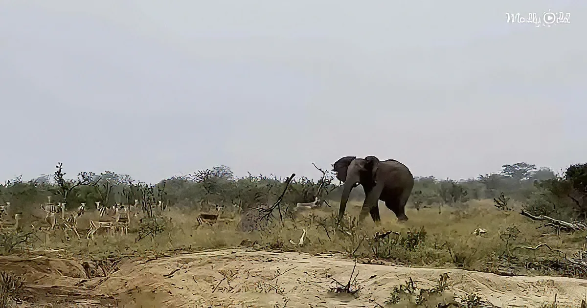 Elephant and impala herd