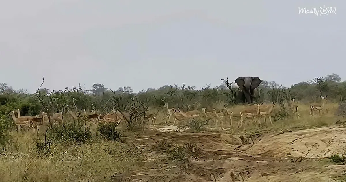 Watch What Happens When These Elephants Encounter Some Impala