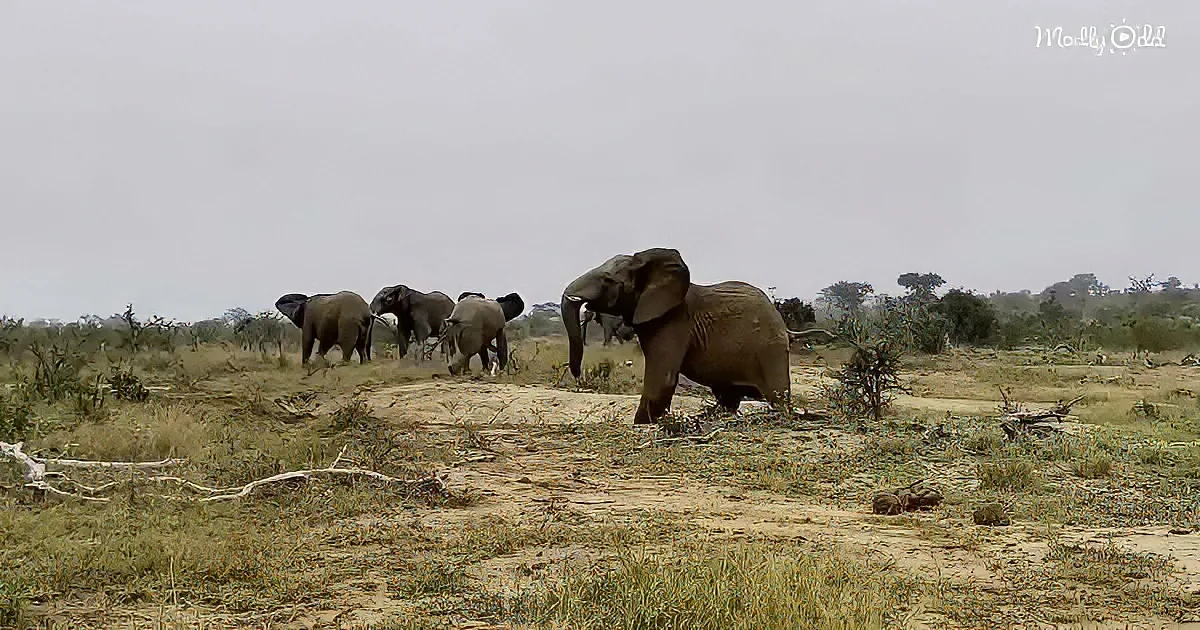 Elephants walk across a dry, grassy plain under a cloudy sky.